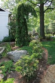 Although not native to the western hemisphere, the species and a number of its varieties are commonly planted here. Garden Trees Small Landscape Evergreen Landscape Landscape Design Weeping Norway Spruce