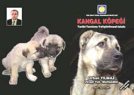 Kangal