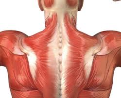 In the upper back region, the trapezius, rhomboid major, and levator scapulae muscles anchor the scapula and clavicle to the spines of several vertebrae and the occipital bone of the skull. Pro Animation Tip Don T Forget About The Shoulders Animation Mentor Blog