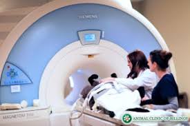 Dog Mri Ultrasound X Ray Ct Scans Animal Clinic Of Billings