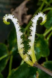 Image result for Aponogetonaceae