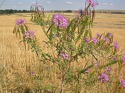 Image result for Cleome aculeata