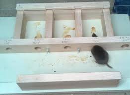 Put a treat on one end of the tube: Smallest Hole For A Mouse Experiments