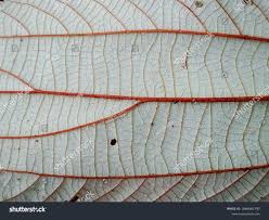 Image result for Pycnanthus angolensis