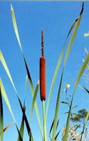 Image result for Typha latifolia