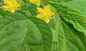 Image result for Corchorus schimperi