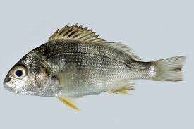 Jenis ikan tuna, majalahikan.com | salah satu ciri ciri yang paling umum ikan tuna adalah ikan yang hidup di perairan air laut yang tidak terlalu dekat dengan dasar laut atau dengan kata lain zona pelagik. Jenis Jenis Ikan Air Laut Ekonomis Penting Bagian 17 Lalaukan