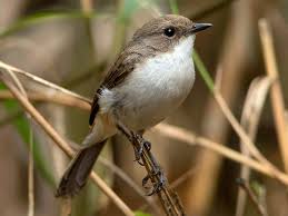 Image result for Gerardiina angolensis