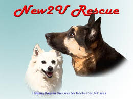 Rochester's most trusted dog walking and pet care professionals. Home New 2 U Rescue