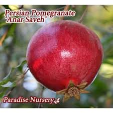 Young trees are prone to a moderate amount of fruit drop. Persian Pomegranate Tree Red Saveh Paradise Nursery In Los Angeles