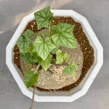 Image result for Gerrardanthus paniculatus