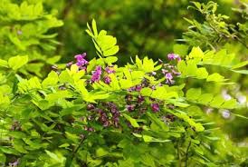 Image result for Grewia pachycalyx