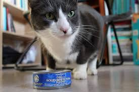 I have purchased numerous brands of salmon oil, as our family includes a retriever, two irish wolfhounds, and two cats. 10 Things Everyone Should Know About Can Cats Eat Raw Salmon