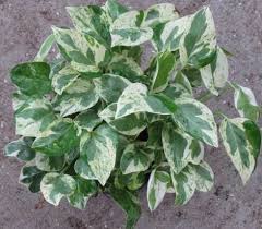 Pothos Pearls Jade Philodendron Plant Plants Plant Care