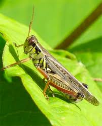 If you don't have or want these types of animals, use birdseed to lure larks, bluebirds, or kestrels to the area of infestation so they can help you reduce the grasshopper population. Grasshoppers Golden Spangled Hamburgs Chooks Love To Eat Locusts
