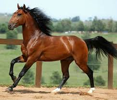 Image result for tbn:tVj6rqcH-AQR9M::www.pregonagropecuario.com.ar/images/caballo_overo.jpg