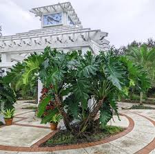 Image result for Triplophyllum