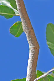 Image result for Spirostachys