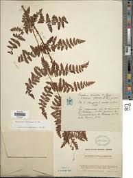 Image result for Dryopteris antarctica