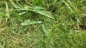 You may have noticed a grass in your lawn that doesn't belong and it's slowly starting to spread. Unwanted Grass