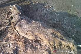 Penanggulangan bangkai babi di siombak oleh pemko medan. Nelayan Temukan Bangkai Babi Di Pinggir Pantai Bagok Aceh Timur Antara News Aceh