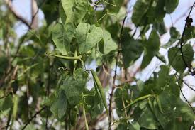 Image result for Cynanchum mossambicense