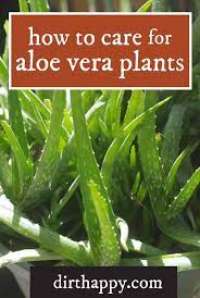 Aloe Vera Plant Care Instructions Plant Care Instructions Aloe Vera Plant Growing Aloe Vera