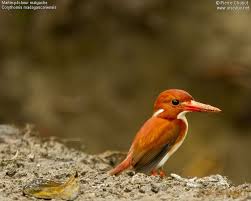 Birds Of A Feather New Vegas Bug Madagascan Pygmy Kingfisher Corythornis Madagascariensis By Pierre Chabot Pich109456 Kingfisher Birds Bird Feathers