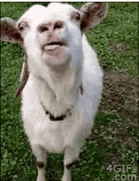 Click on the different category headings to find out more and change our default settings. Goat Tongue Gifs Tenor