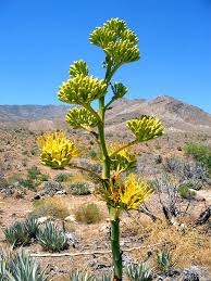 Flowering desert plants crossword clue. 21 Flowering Desert Plants Image Hd House Plants Au