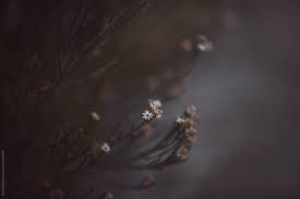 Stunning dried floral arrangement using blue and gold tones. Pale Tiny Dried Flowers Against A Dusky Sky By Rachel Bellinsky