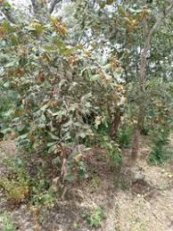 Image result for Monotes glaber