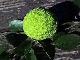 Maybe you would like to learn more about one of these? Osage Orange Natural Resource Stewardship