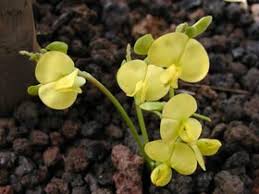 Image result for Vigna membranacea