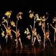 Momix Alice
