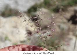 Image result for Cenchrus biflorus