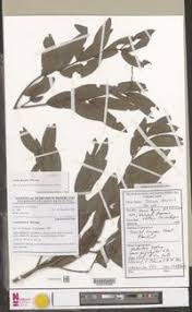 Image result for Icuria