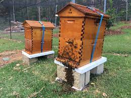 You might find it educational, as bees are fascinating creatures. Backyard Beekeeping For Aussies The Ultimate Beeginner S Guide