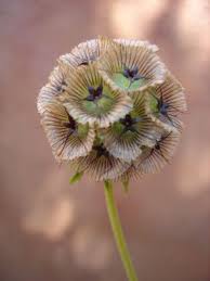 Flower Of The Day Scabiosa Scabiosa Pods Flowers Bouquet Types Of Flowers
