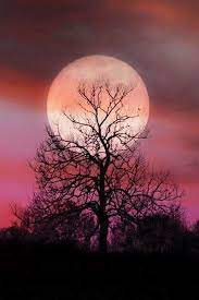 Pin By Kristhel On Nature Moon Lighting The Night Sky Beautiful Moon Shoot The Moon Pink Moon