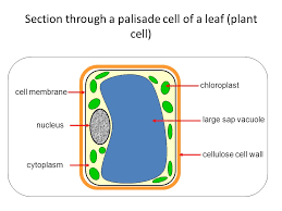 Cells of the nervous system, called nerve cells or neurons, are specialized to carry messages through an electrochemical process. There Are Two Basic Types Of Cells Plant Cells Ppt Download