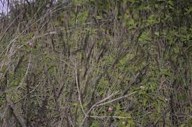 Image result for Melinis minutiflora