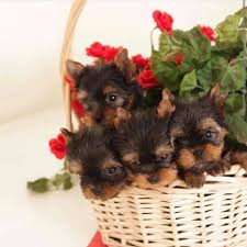 Some of the teacup and toy breed puppies we carry here at teacups, puppies and boutique ® include: Teacup Yorkie S For Sale Chicago For Sale Chicago Pets Dogs