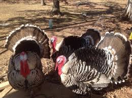 You can expect 300+ large, brown eggs per hen. Narragansett Turkey Sexual Maturity Backyard Chickens Learn How To Raise Chickens