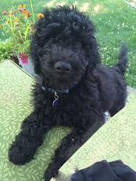 Black And Tan Labradoodle Winston Our Goldendoodle Pup 14 Weeks Black Labradoodle French Bulldog Goldendoodle Full Grown