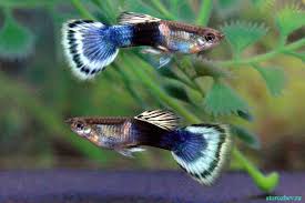Types Of Guppies Guppies Are A Very Easy To Breed Fish Species They Also Adapt Quickly To Their Environment And Th Aquarium Fish Guppy Fresh Water Fish Tank