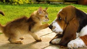A) bagai mencurahkan air ke daun keladi. Kucing Vs Anjing 13 Foto Perbedaan Keduanya Ini Bisa Juga Nunjukin Seleramu Cowok Cute Atau Bad Boy