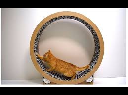 This part is rarely damaged, but is included for sales because we all know. Cats Running Wheel From Cardboard Cat Exercise Wheel Game Trainer For Cats Youtube