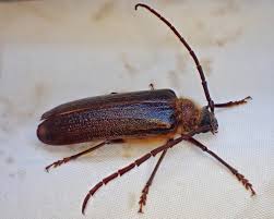 Image result for Tridactyle virgula