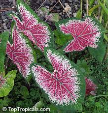 Tropical Plant Catalog Caladium Plants Foliage Plants